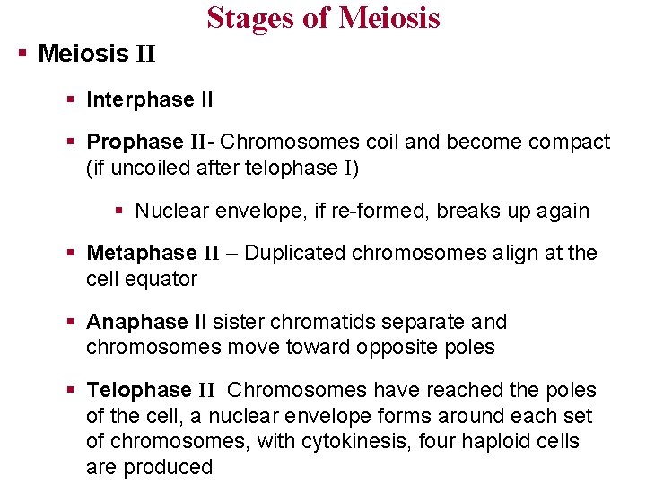 Stages of Meiosis § Meiosis II § Interphase II § Prophase II- Chromosomes coil
