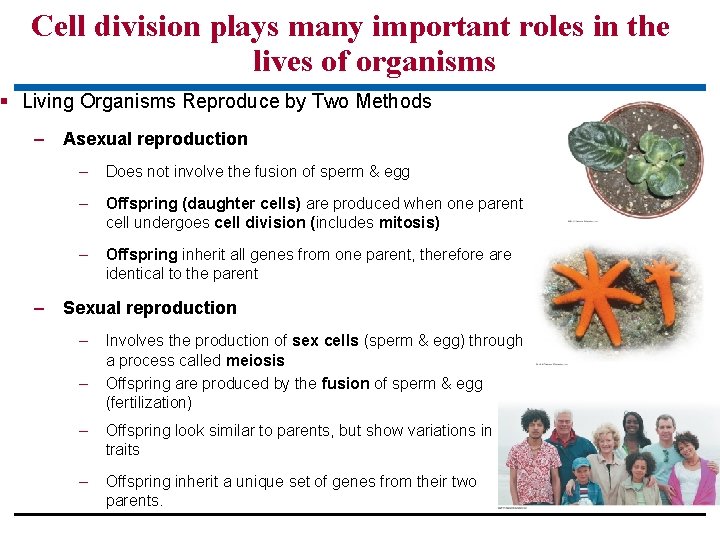 Cell division plays many important roles in the lives of organisms § Living Organisms