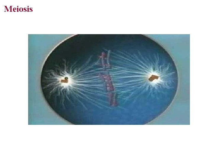 Meiosis 