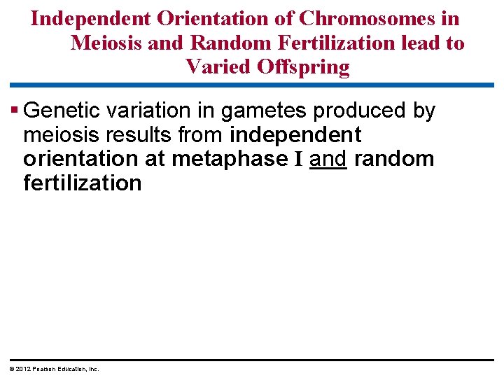 Independent Orientation of Chromosomes in Meiosis and Random Fertilization lead to Varied Offspring §