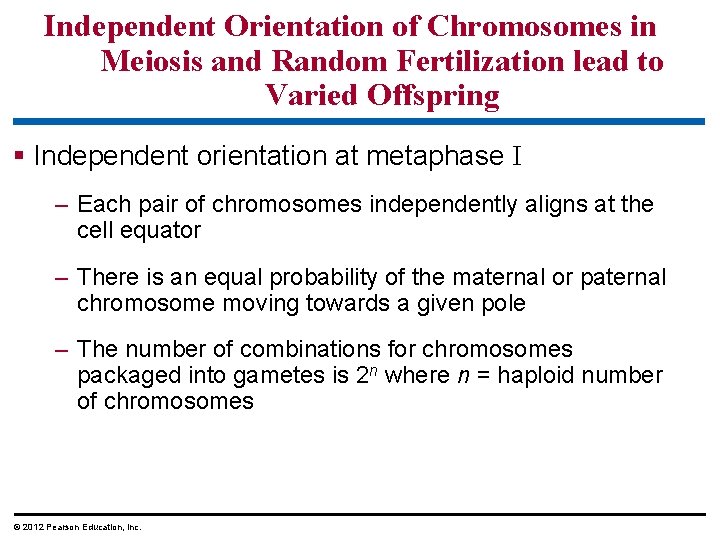 Independent Orientation of Chromosomes in Meiosis and Random Fertilization lead to Varied Offspring §