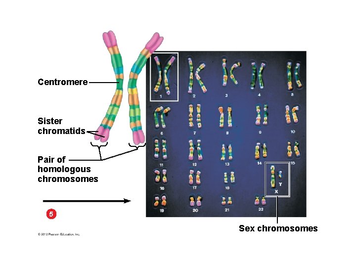 Centromere Sister chromatids Pair of homologous chromosomes 5 Sex chromosomes 