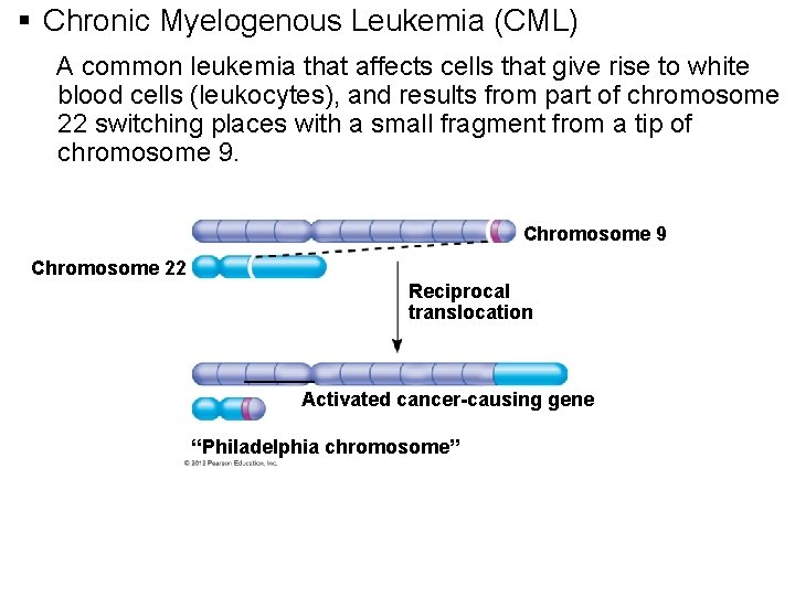 § Chronic Myelogenous Leukemia (CML) A common leukemia that affects cells that give rise