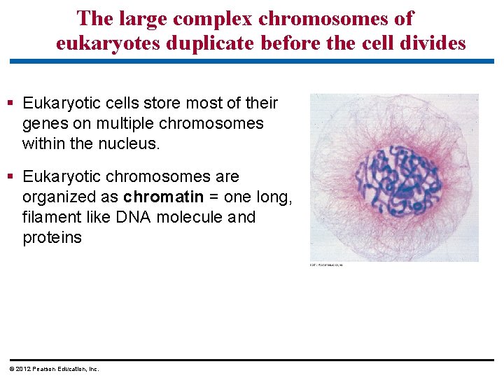 The large complex chromosomes of eukaryotes duplicate before the cell divides § Eukaryotic cells