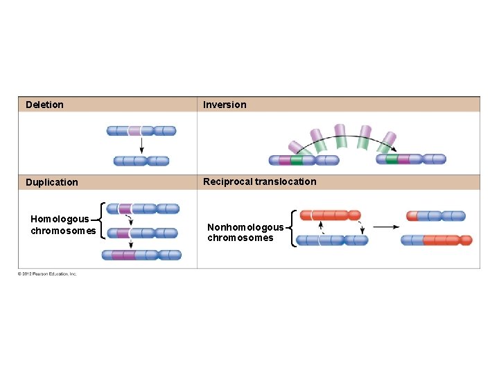 Deletion Inversion Duplication Reciprocal translocation Homologous chromosomes Nonhomologous chromosomes 