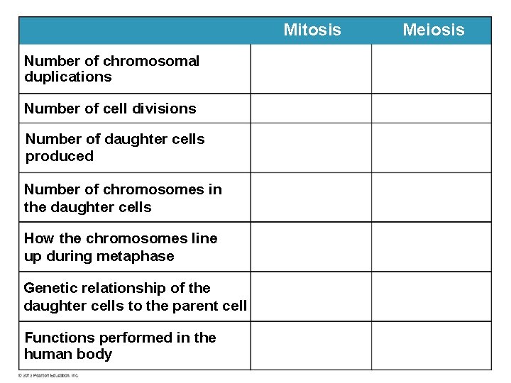 Mitosis Number of chromosomal duplications Number of cell divisions Number of daughter cells produced