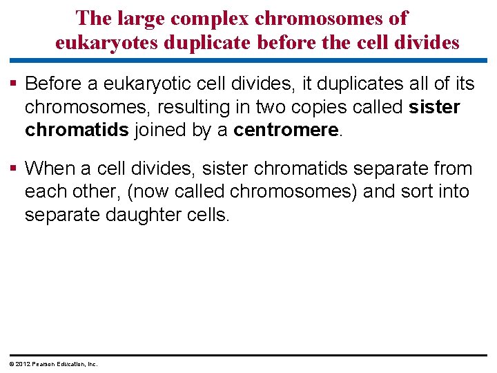 The large complex chromosomes of eukaryotes duplicate before the cell divides § Before a