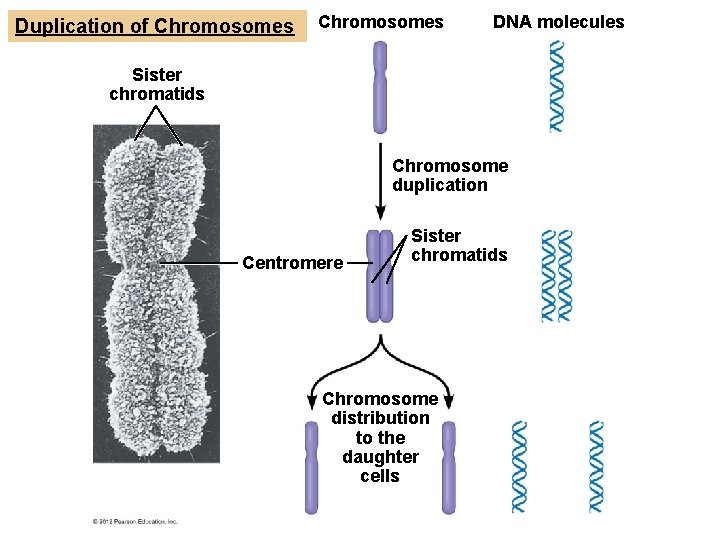 Duplication of Chromosomes DNA molecules Sister chromatids Chromosome duplication Centromere Sister chromatids Chromosome distribution