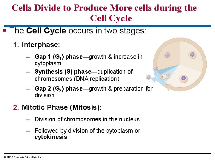 Cells Divide to Produce More cells during the Cell Cycle § The Cell Cycle