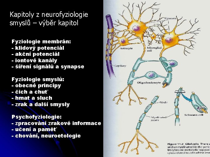 Kapitoly z neurofyziologie smyslů – výběr kapitol Fyziologie membrán: - klidový potenciál - akční