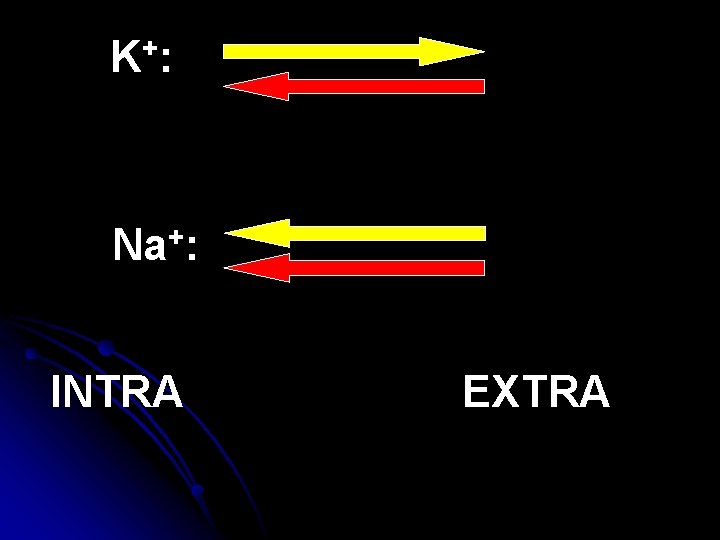 K+ : Na+: INTRA EXTRA 