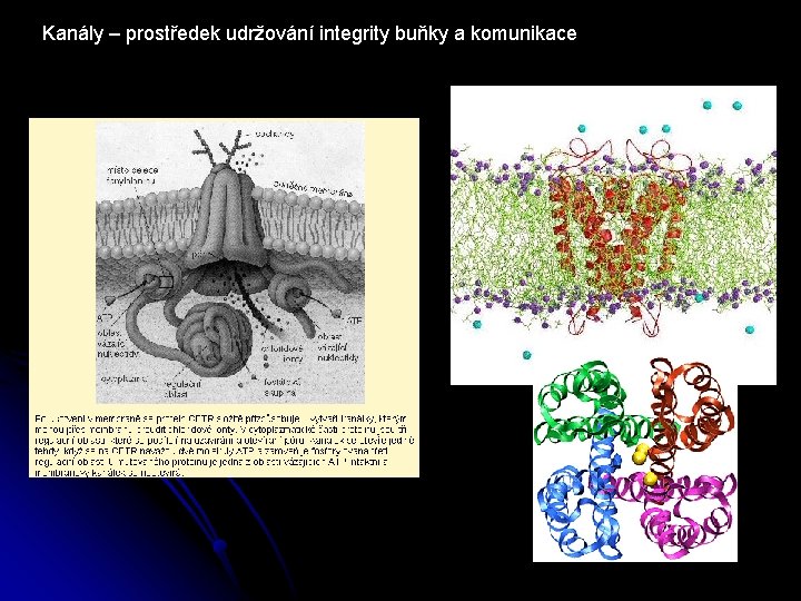 Kanály – prostředek udržování integrity buňky a komunikace 