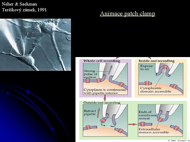 Neher & Sackman Terčíkový zámek, 1991 Animace patch clamp 