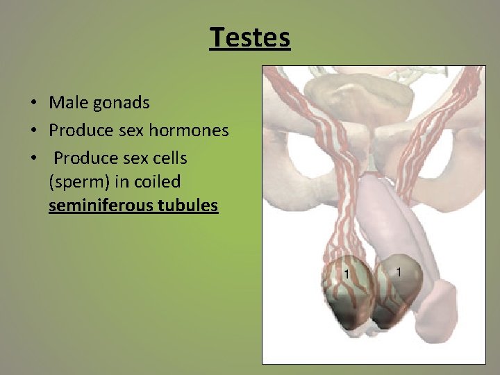 Testes • Male gonads • Produce sex hormones • Produce sex cells (sperm) in
