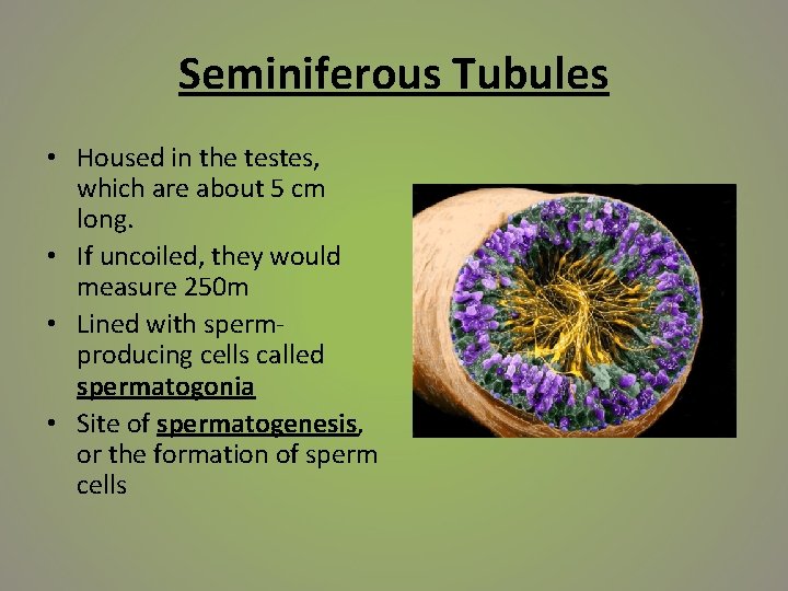 Seminiferous Tubules • Housed in the testes, which are about 5 cm long. •