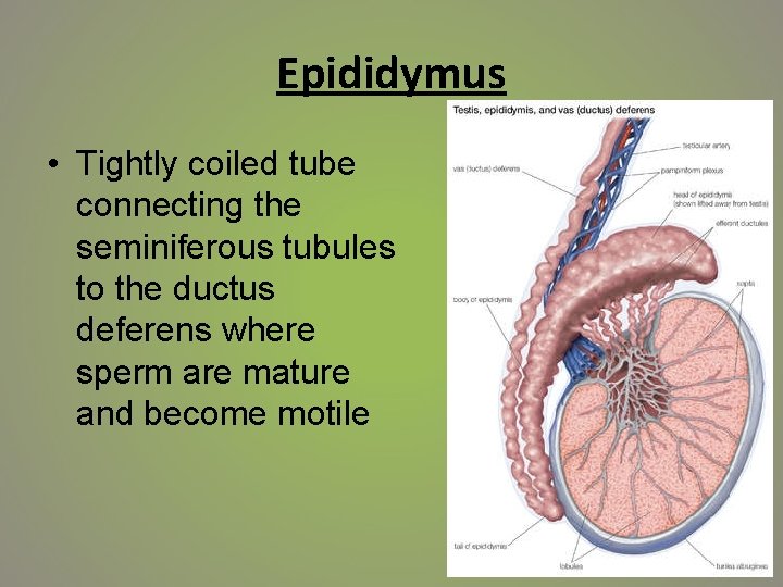 Epididymus • Tightly coiled tube connecting the seminiferous tubules to the ductus deferens where
