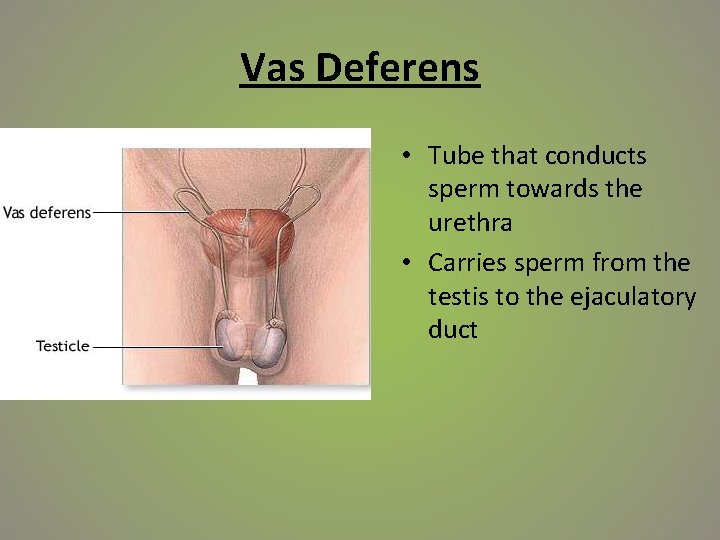 Vas Deferens • Tube that conducts sperm towards the urethra • Carries sperm from