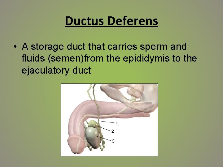 Ductus Deferens • A storage duct that carries sperm and fluids (semen)from the epididymis