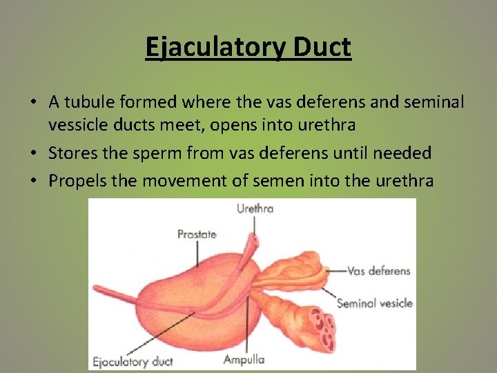 Ejaculatory Duct • A tubule formed where the vas deferens and seminal vessicle ducts