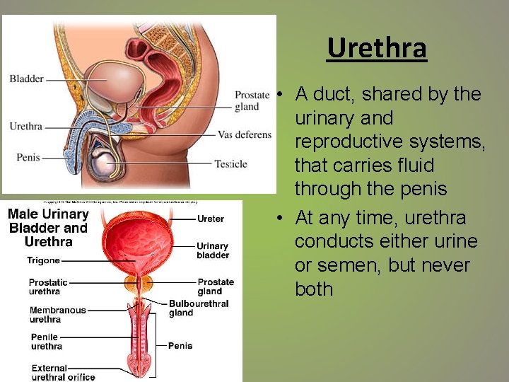 Urethra • A duct, shared by the urinary and reproductive systems, that carries fluid