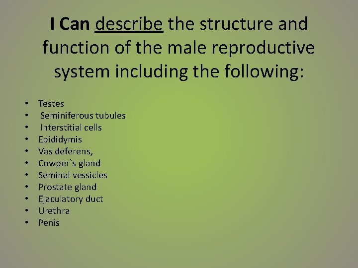 I Can describe the structure and function of the male reproductive system including the