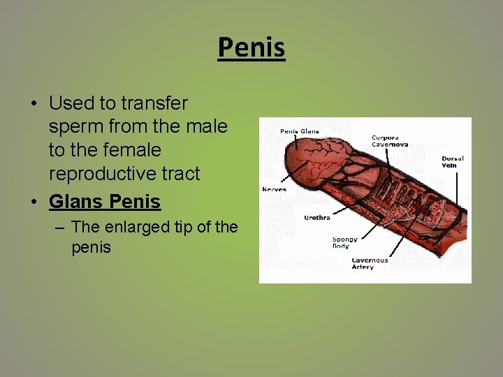 Penis • Used to transfer sperm from the male to the female reproductive tract