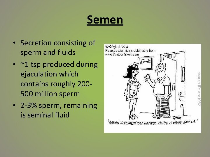 Semen • Secretion consisting of sperm and fluids • ~1 tsp produced during ejaculation