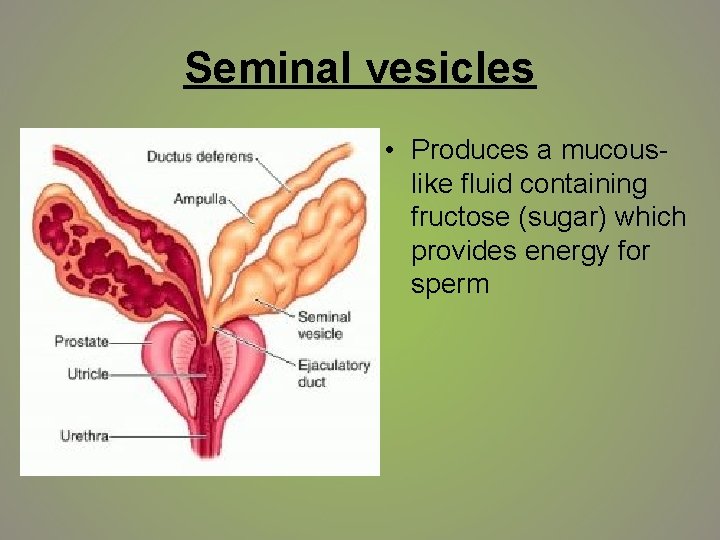Seminal vesicles • Produces a mucouslike fluid containing fructose (sugar) which provides energy for