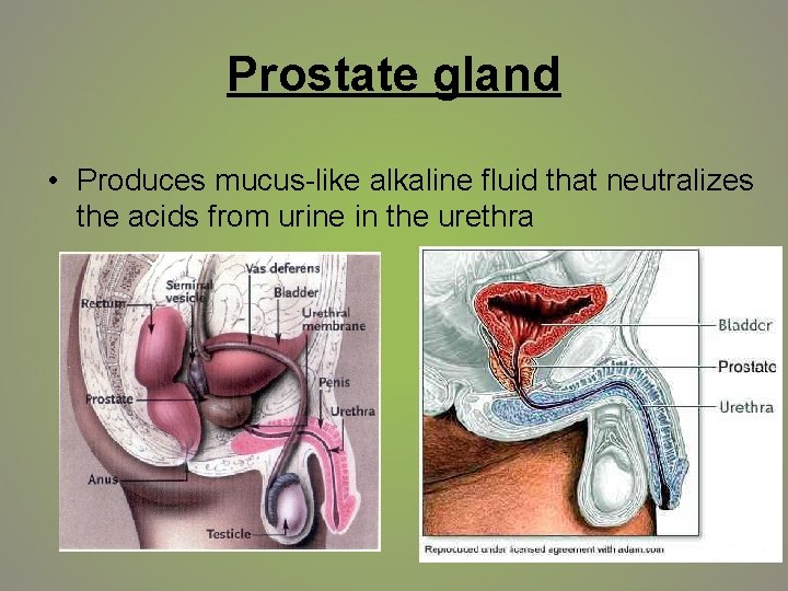 Prostate gland • Produces mucus-like alkaline fluid that neutralizes the acids from urine in