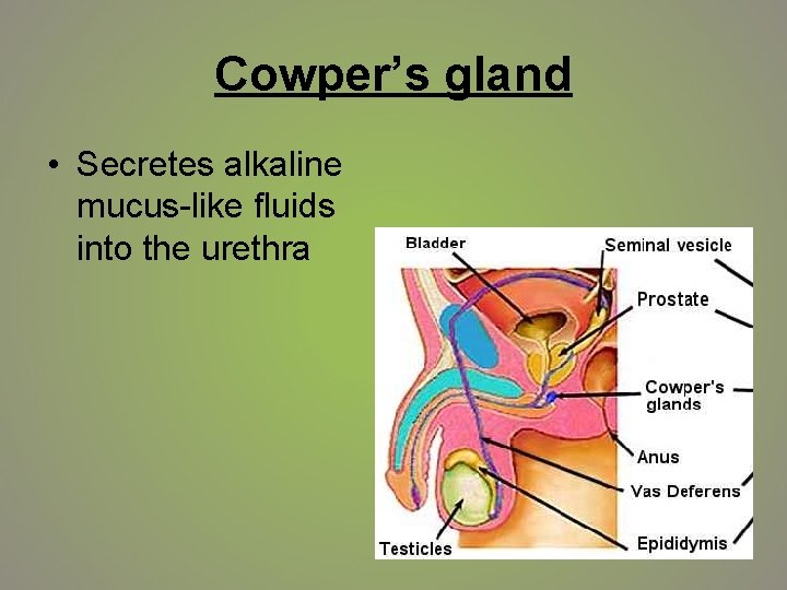 Cowper’s gland • Secretes alkaline mucus-like fluids into the urethra 
