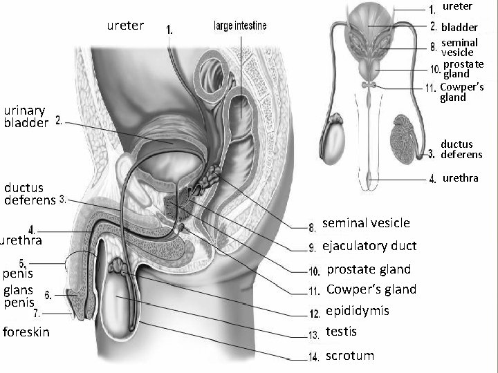 ureter bladder seminal vesicle prostate gland Cowper’s gland urinary bladder ductus deferens urethra penis