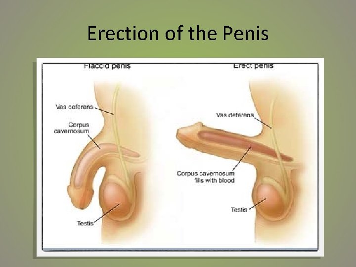 Erection of the Penis 