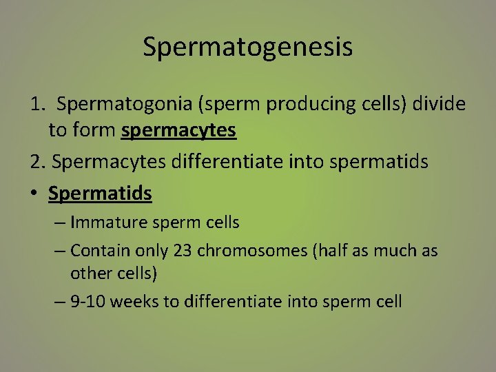Spermatogenesis 1. Spermatogonia (sperm producing cells) divide to form spermacytes 2. Spermacytes differentiate into