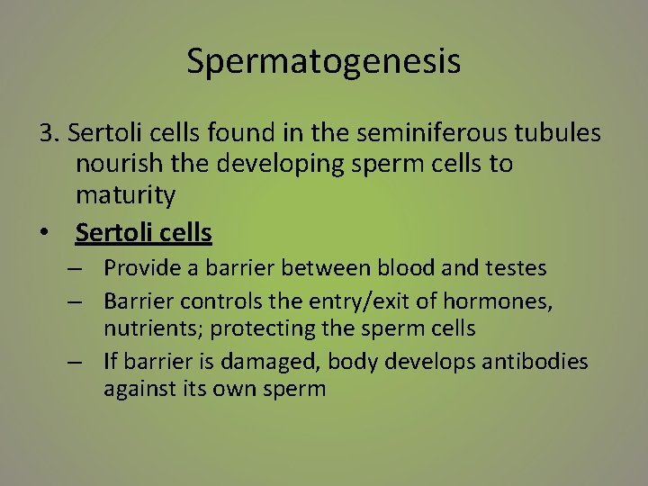 Spermatogenesis 3. Sertoli cells found in the seminiferous tubules nourish the developing sperm cells