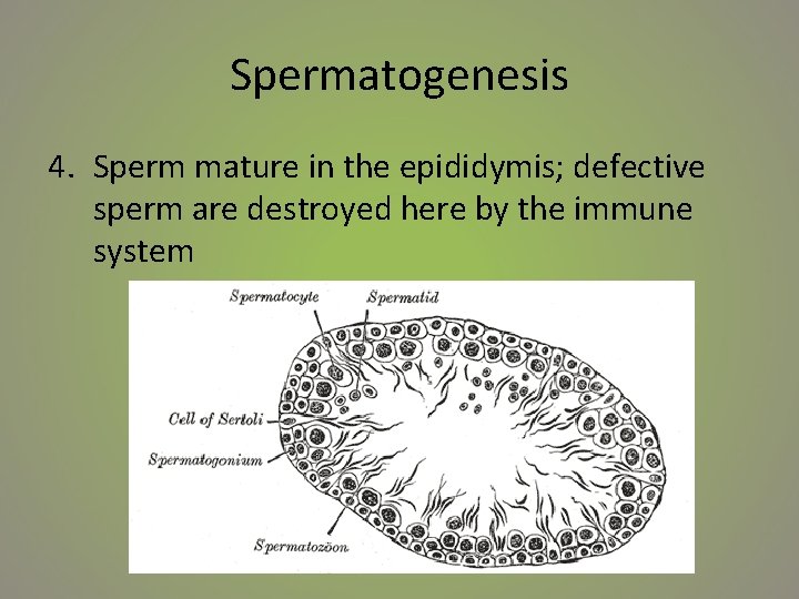 Spermatogenesis 4. Sperm mature in the epididymis; defective sperm are destroyed here by the