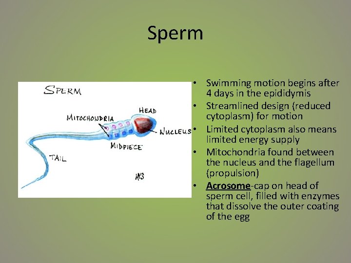 Sperm • Swimming motion begins after 4 days in the epididymis • Streamlined design