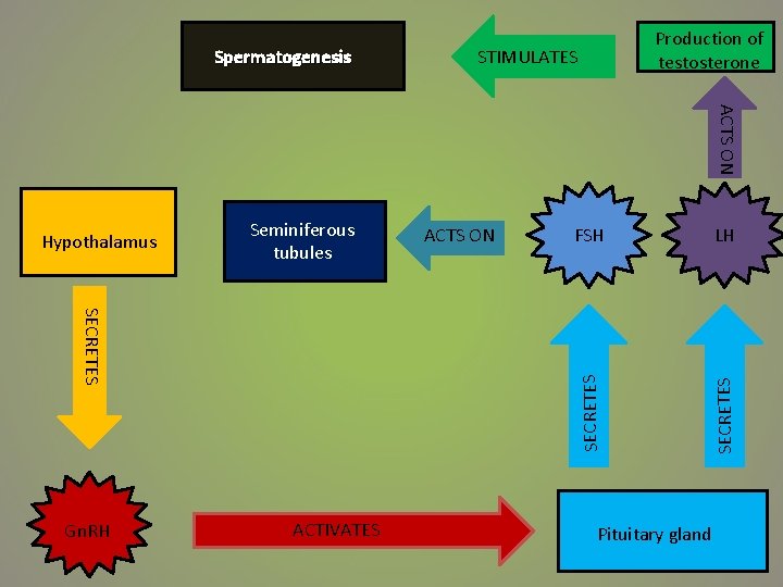 Spermatogenesis Production of testosterone STIMULATES SECRETES Gn. RH ACTIVATES ACTS ON FSH LH SECRETES