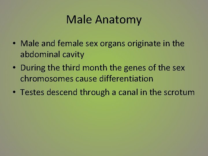 Male Anatomy • Male and female sex organs originate in the abdominal cavity •