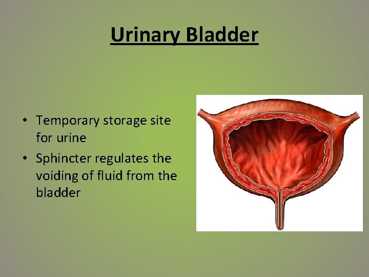 Urinary Bladder • Temporary storage site for urine • Sphincter regulates the voiding of