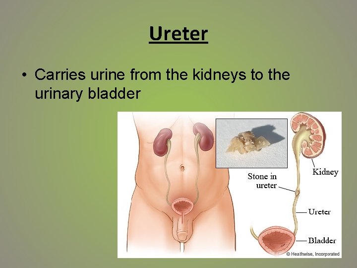 Ureter • Carries urine from the kidneys to the urinary bladder 