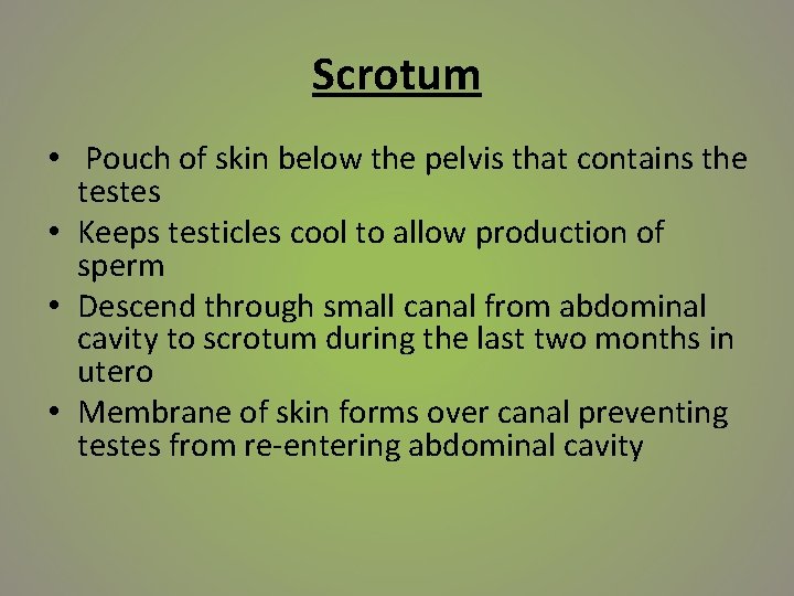 Scrotum • Pouch of skin below the pelvis that contains the testes • Keeps
