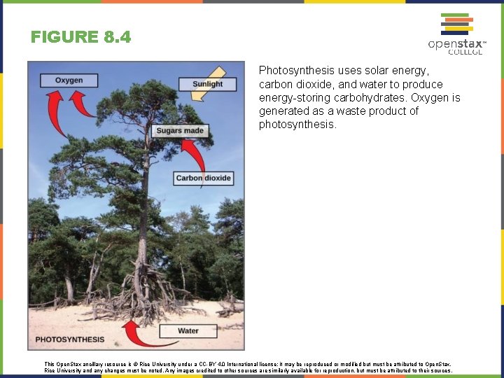BIOLOGY Chapter 8 PHOTOSYNTHESIS Power Point Image Slideshow