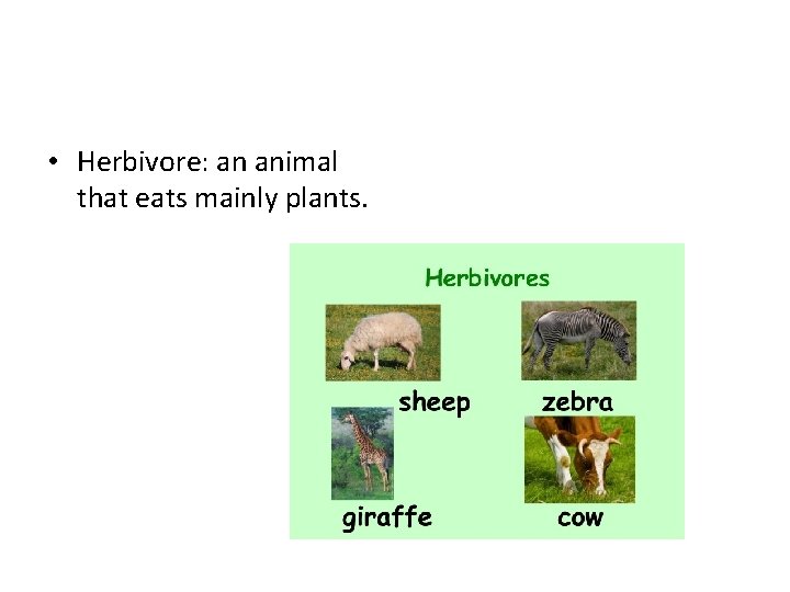  • Herbivore: an animal that eats mainly plants. 