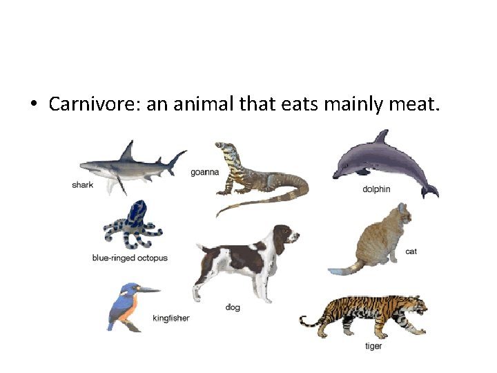  • Carnivore: an animal that eats mainly meat. 