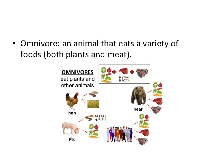  • Omnivore: an animal that eats a variety of foods (both plants and