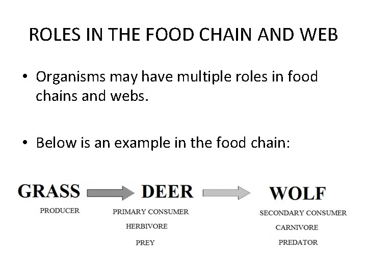 ROLES IN THE FOOD CHAIN AND WEB • Organisms may have multiple roles in