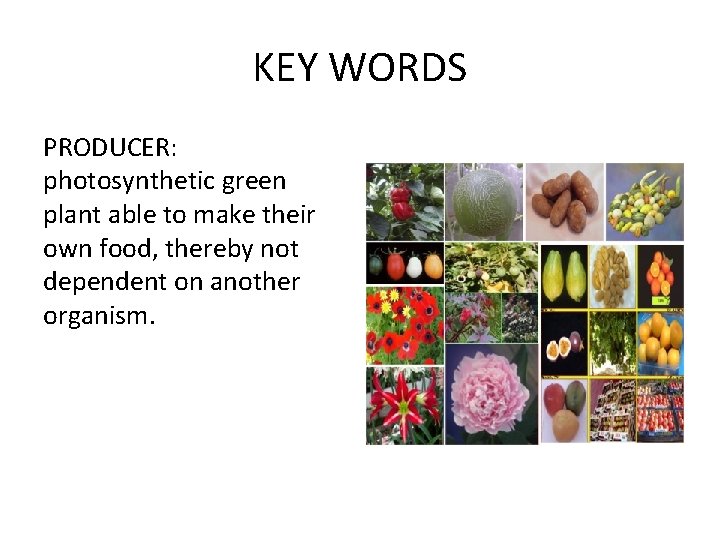 KEY WORDS PRODUCER: photosynthetic green plant able to make their own food, thereby not