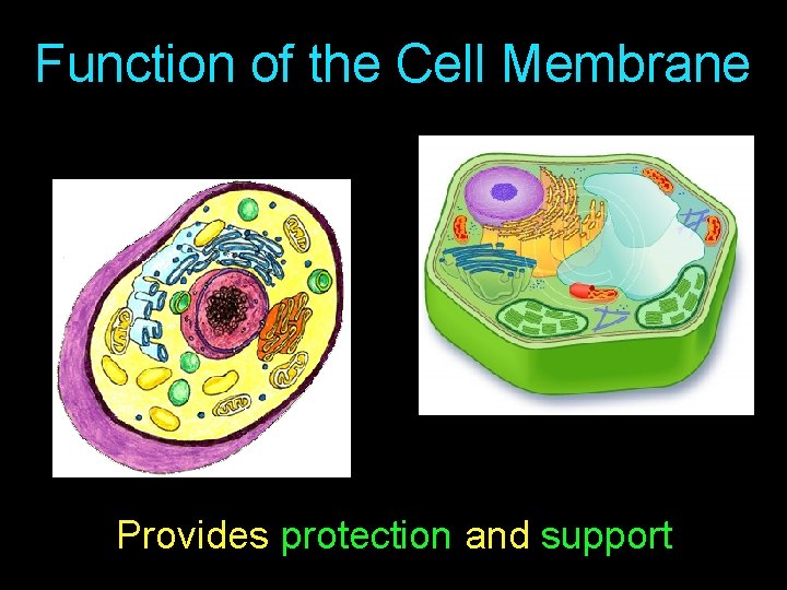Function of the Cell Membrane Provides protection and support 
