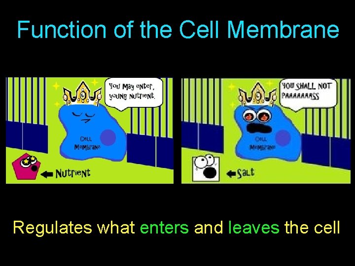 Function of the Cell Membrane Regulates what enters and leaves the cell 