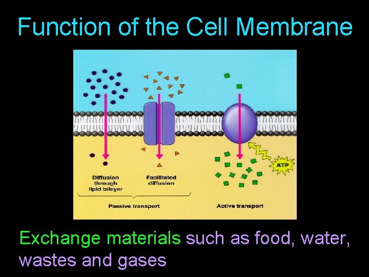 Function of the Cell Membrane Exchange materials such as food, water, wastes and gases